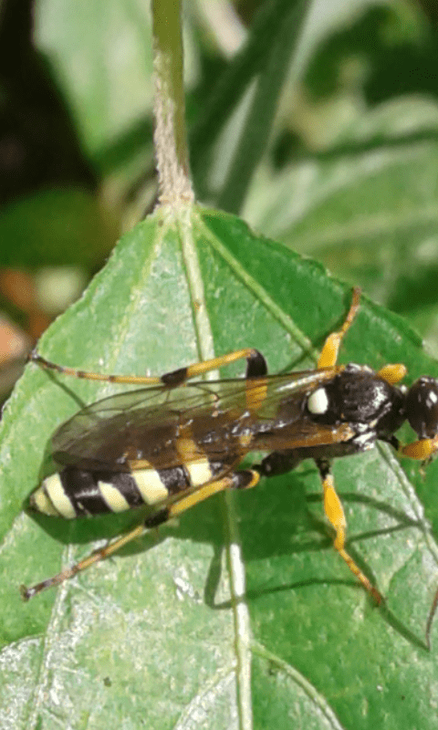 Ichneumonidae : Amblyteles armatorius?